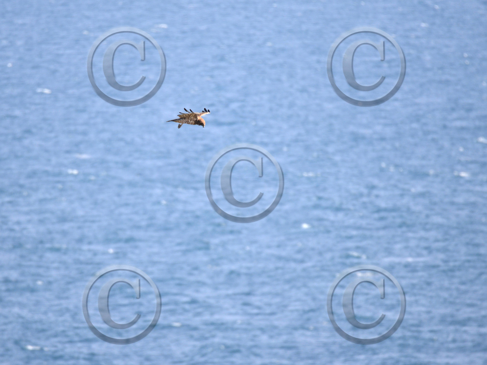 MISE A  JOUR  en cours