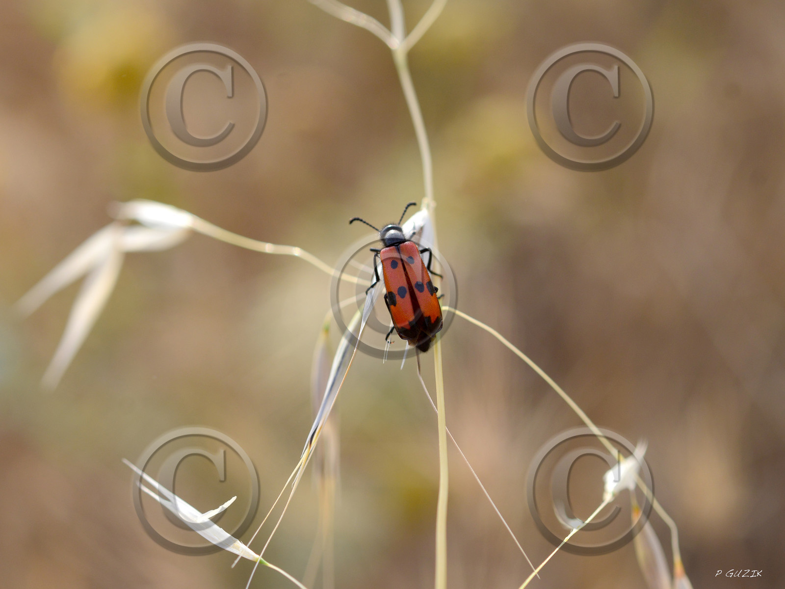 MISE A  JOUR  en cours