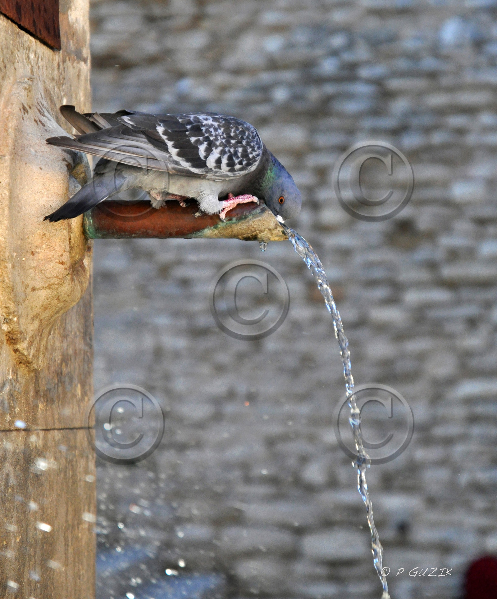 ref-1044-provence-pigeon-provence-fontaine-40x40-cm-dsc_2455.jpg