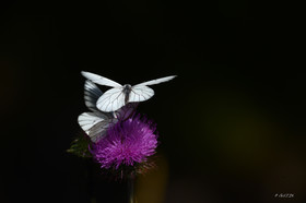 MISE A  JOUR  en cours