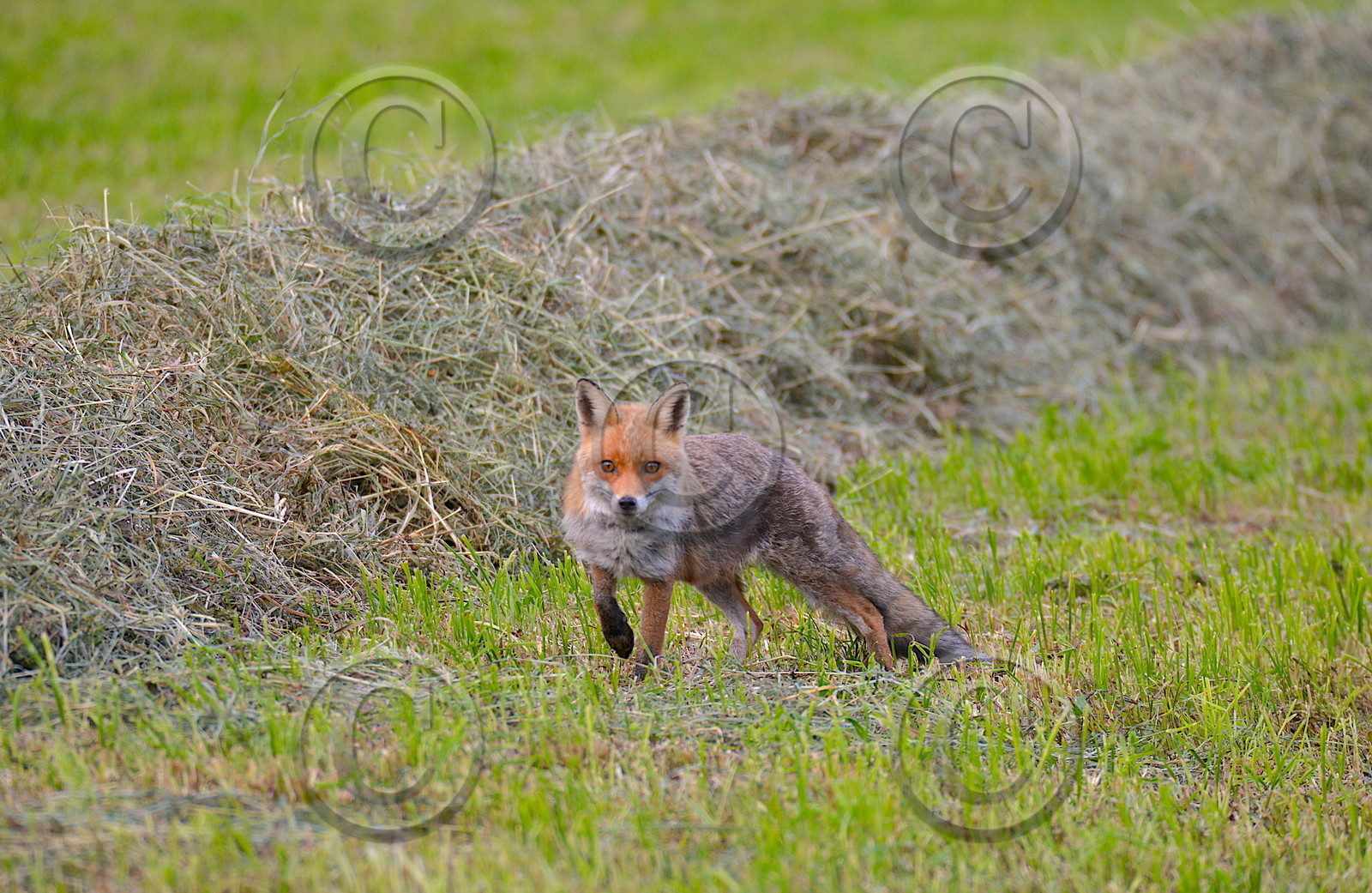 DANS LES ALPES DU SUD  , LE QUEYRAS